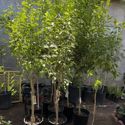 Mexican Lime Trees 5 1.2 The Tall $60 Each Price Firm