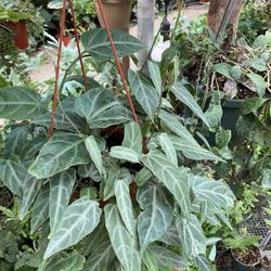 Hanging Plant Rare 6in