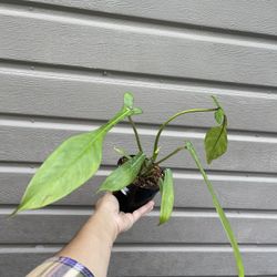 5” Philodendron Joepii