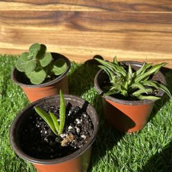 Plant Bundle 2 Inch 
