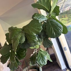HUGE Fiddle Fig In Terra Cotta Pot 
