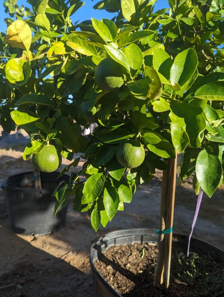 $275 Each Fruiting Citrus Trees 