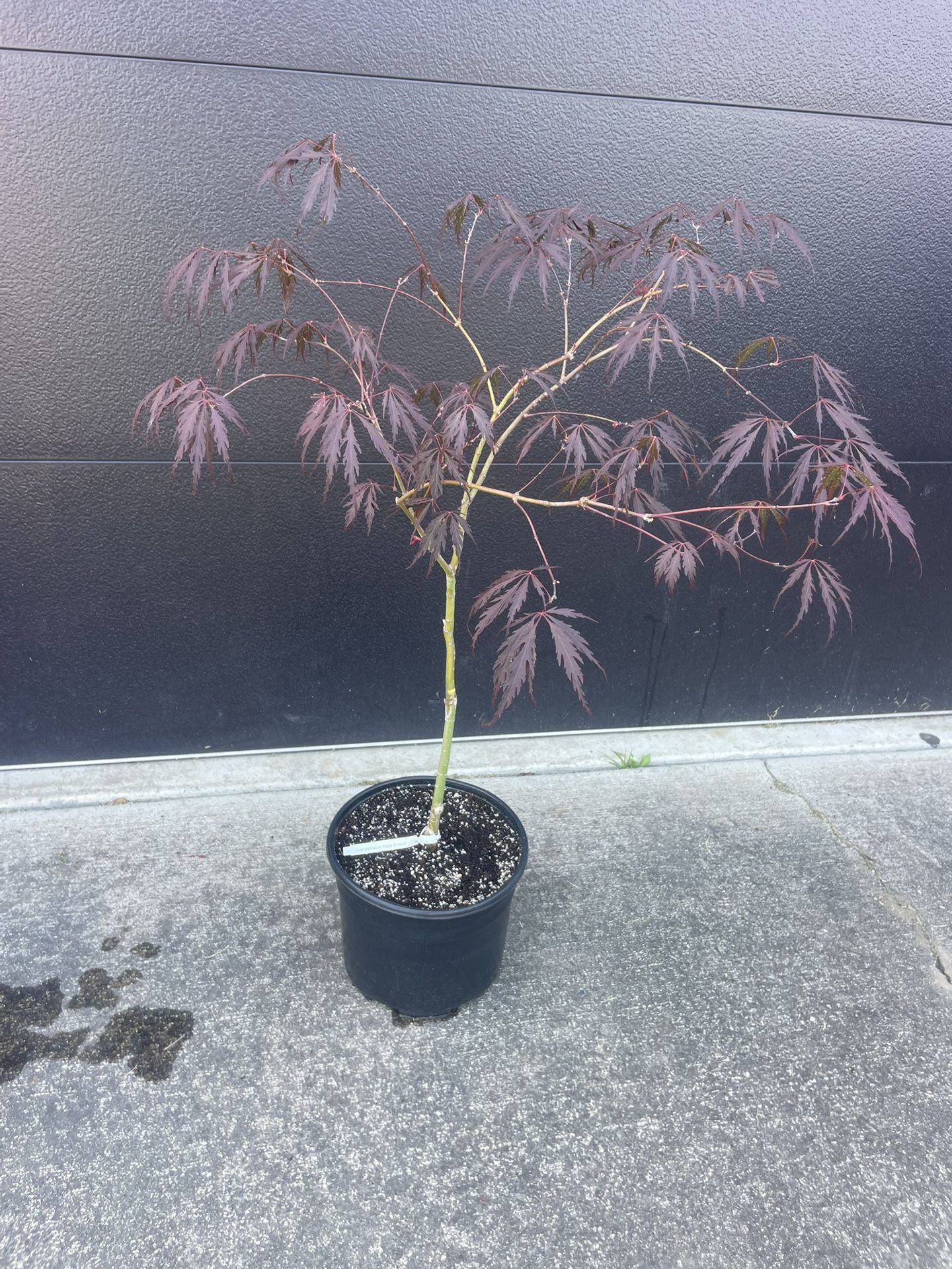 Striking Japanese Maple Tree In 3 Gallon Nursery Planter