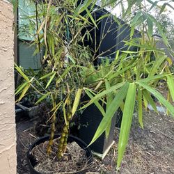15 Gallon Dwarf Buddha Belly Bamboo See Descr