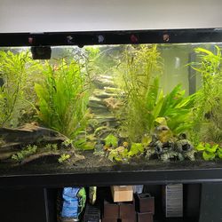 Fish Tank, Fishes, And Everything Needed