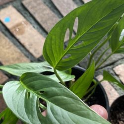 Monstera Adansonii Wide And Narrow Form 