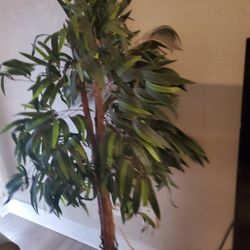Plant Tree