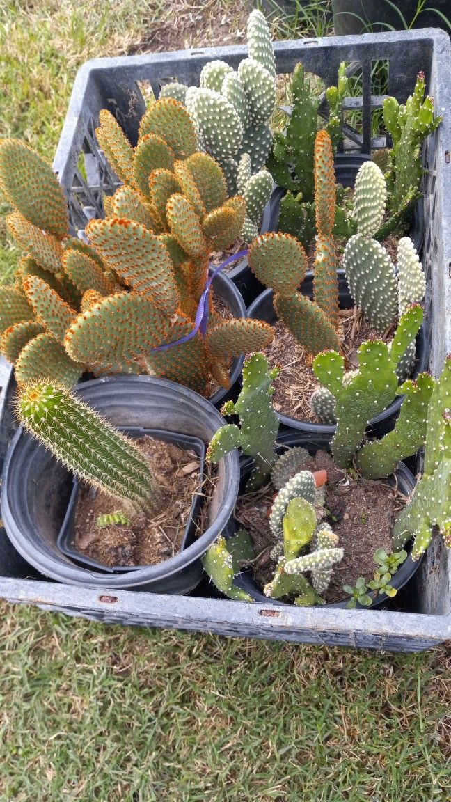 Cactus 🌵 Ornamental 