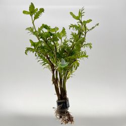 Water Wisteria (Hygrophila difformis) – Fast-Growing Aquarium Plant - Easy Freshwater Plant For Aquascape Aquascaping Planted Fish Tank Aquarium