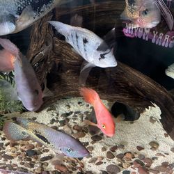 Fish Tank Decorations