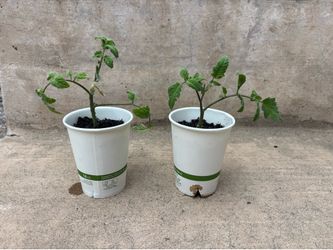 Tomato plant x4