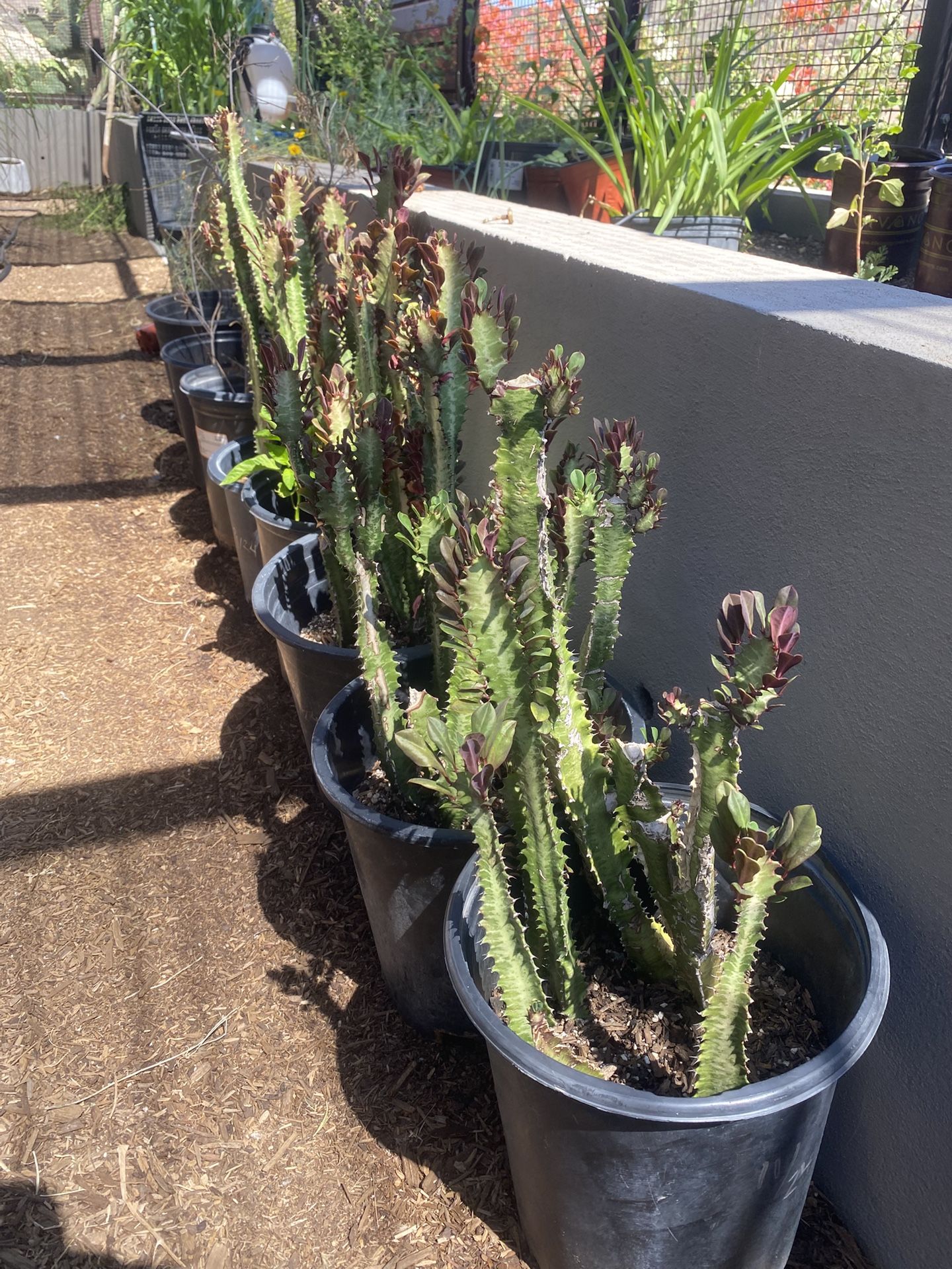 Luck Cactus (Euphorbia Trigonia)