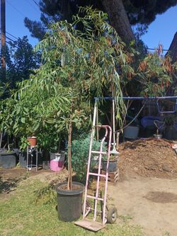 Shade willow 🌲 for sale $30 dollar