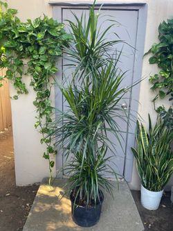 Dracaena Marginata House Plant 12” Pot