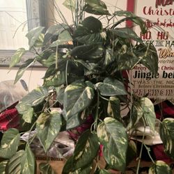 Nice Green Fake Plant