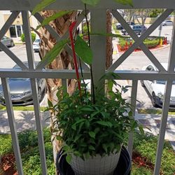 Plant With Variety With Pot