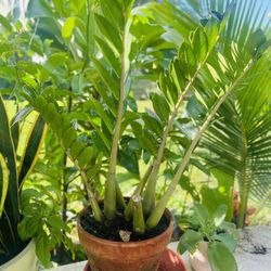 ZZ Plant  – Healthy, Beautiful, Easy Care!