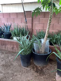 Part Four Of The Huge Mega Sale Blowout Plants