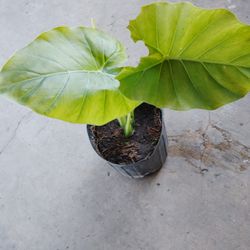 oreja de elefante $4