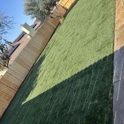 Sod Grass 
