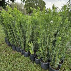 podocarpus 4 feet tall Instant privacy Hedge