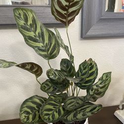 HERMOSAS PLANTAS NATURALES “CALATHEA GOEPPERTIA PLANT 