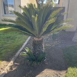2 Sago Palms 