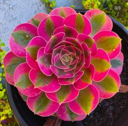 Pink Witch Aeonium
