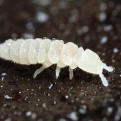 Temperate Springtails 2oz Culture