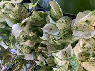 Photos Menjula.  Indoor Plants 