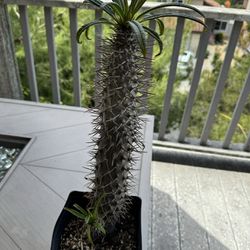 Madagascar Palm / Pachypodium lamerei 