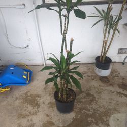 Drecaina Indoor Plants 10inches Pot 5 Feet Tall 