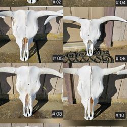 BULL SKULLS - Great Display & Decoration