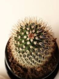 Small Cacti In Pot