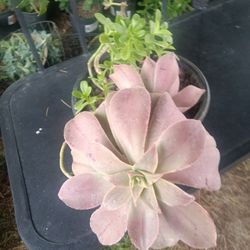 Plants Dos Diferntes