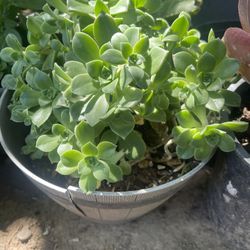 Suculent  Plant $8 For House 