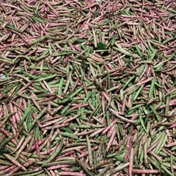 Beans Port St Lucie 34953 Busket 10$