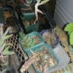 Succulants,  Cactus, $3 Each. See Pics For Flowers