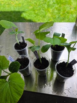 Zucchino Rampicante / thromboncino squash seedling