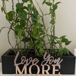 Beautiful Plant Needs To Be Loved $10