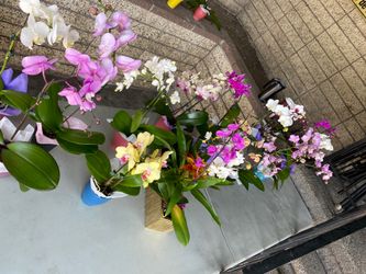 Orquídeas para mama