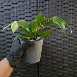 Fish Tail Hoya Plant