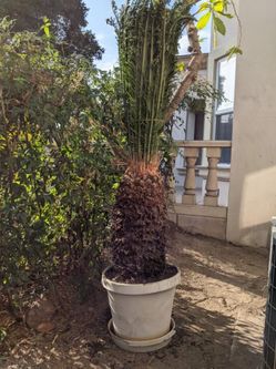 Beautiful 23 years Old Sago Palm Tree Ready For Transport