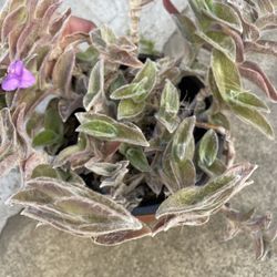 6in Pot Tradescantia Plant