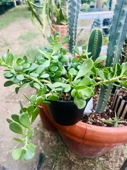 Plant