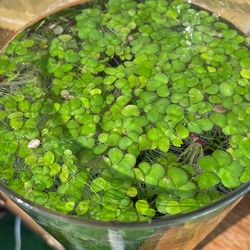 Duckweed