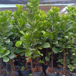 Ficus Lyrata Fiddle Fig Tree 3gl $25🪴🏡