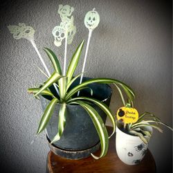 Halloween Spider Plants Tabletop Decor