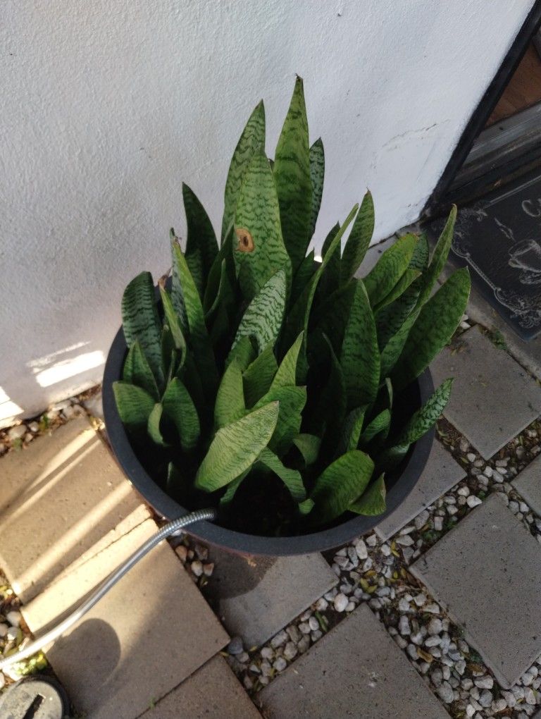 Planta Con Mazeta