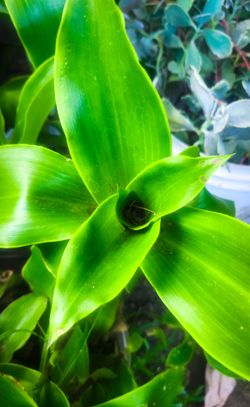 Beautiful Basket Plants in Turquoise Blue Planter Pots - Callisia Fragrans 🪴